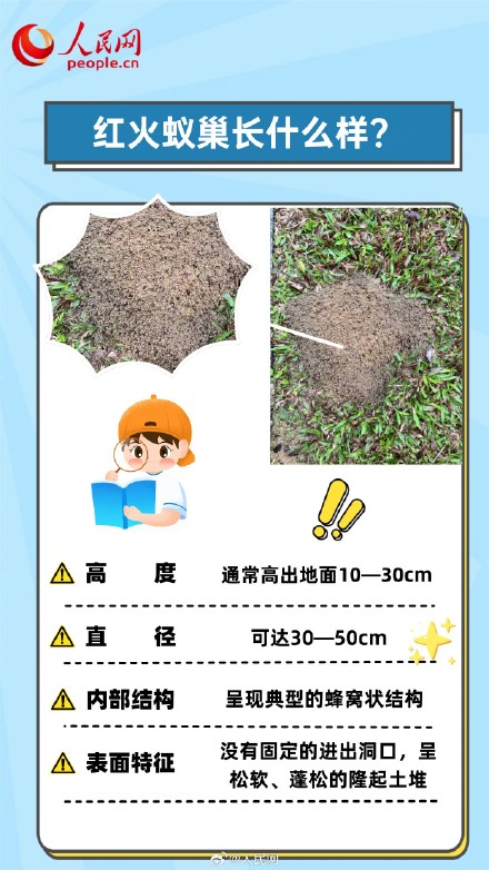转发收藏！被红火蚁咬了5步急救法