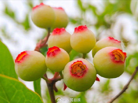见没见过蓝莓年轻时候