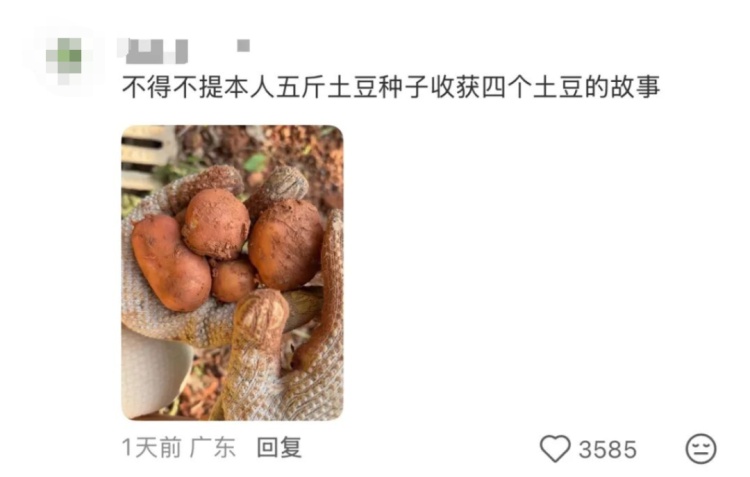“都市种地实录”火了！“本人于2026年5月种出了番茄，望周知”
