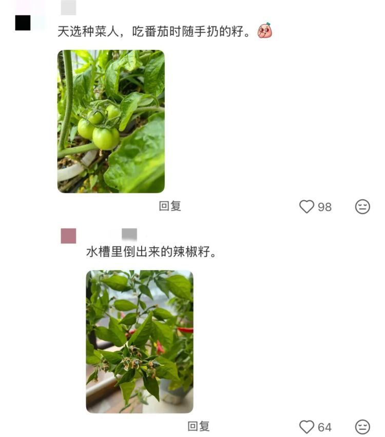 “都市种地实录”火了！“本人于2026年5月种出了番茄，望周知”