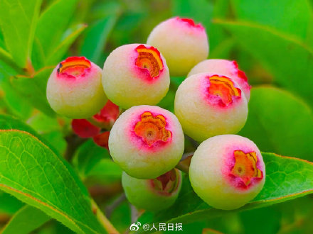 见没见过蓝莓年轻时候