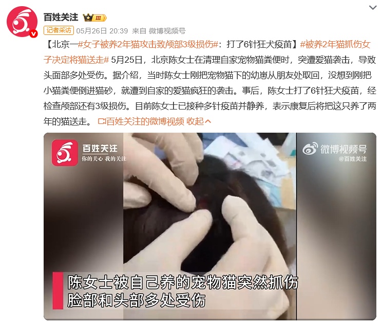 惨不忍睹！女子被自家猫攻击，颅部3级损伤，头皮撕开4厘米