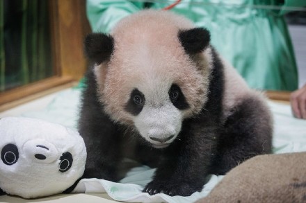 印尼首只本土出生大熊猫幼仔初次公开亮相 印尼首只本土出生大熊猫幼仔初次公开亮相