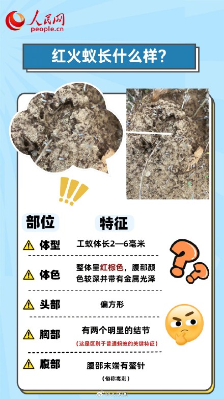 转发收藏！被红火蚁咬了5步急救法