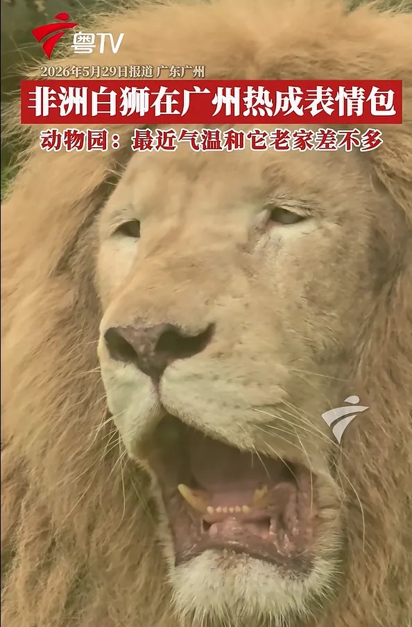 广州一动物园非洲白狮热出“表情包”,园方:最近气温和它老家差不多 广州一动物园非洲白狮热出“表情包”,园方:最近气温和它老家差不多