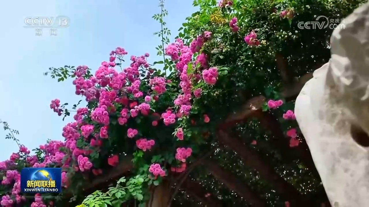 绿化带美出新颜值 公园城市尽显新风貌