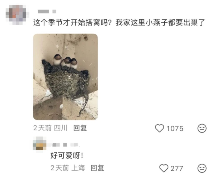 “都市种地实录”火了！“本人于2026年5月种出了番茄，望周知”