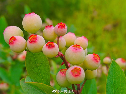 见没见过蓝莓年轻时候