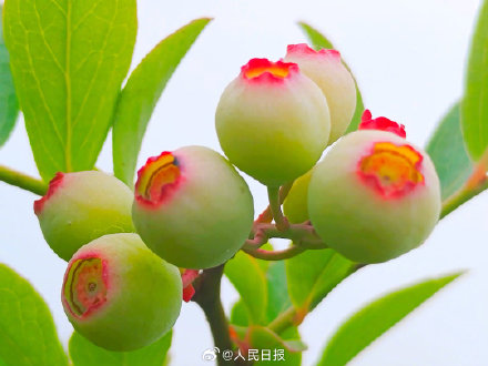 见没见过蓝莓年轻时候