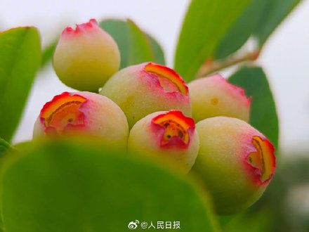 见没见过蓝莓年轻时候