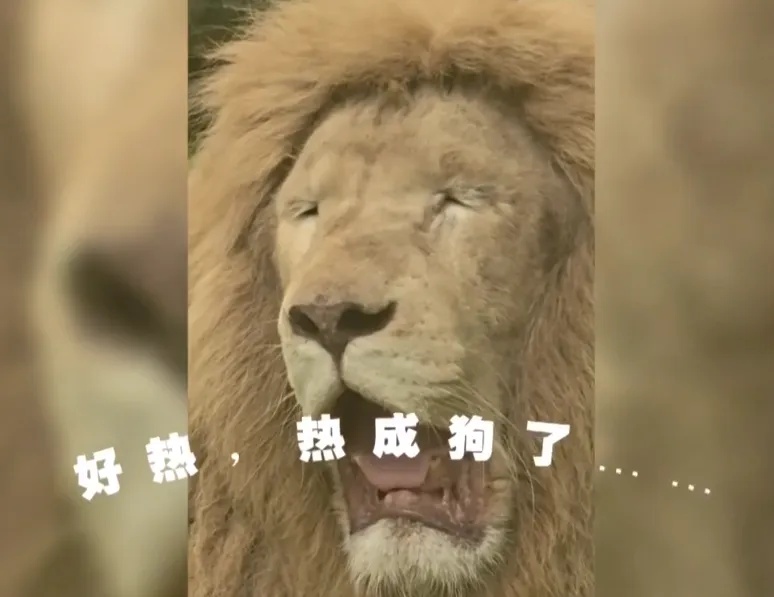 广州一动物园非洲白狮热出“表情包”,园方:最近气温和它老家差不多 广州一动物园非洲白狮热出“表情包”,园方:最近气温和它老家差不多