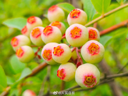 见没见过蓝莓年轻时候