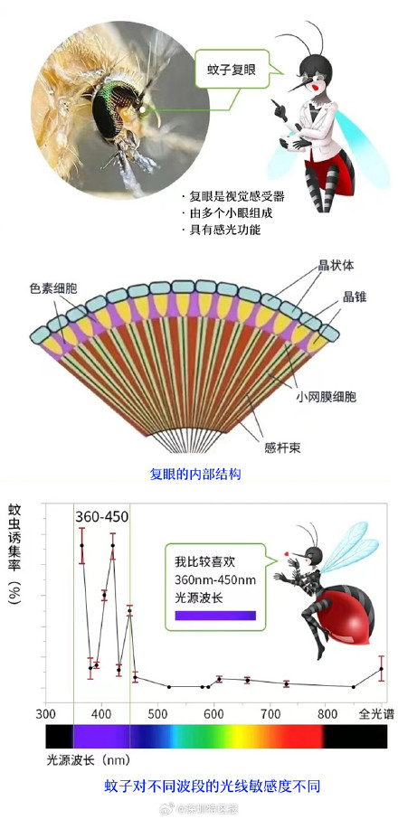 穿浅色的衣服最不容易被蚊子咬