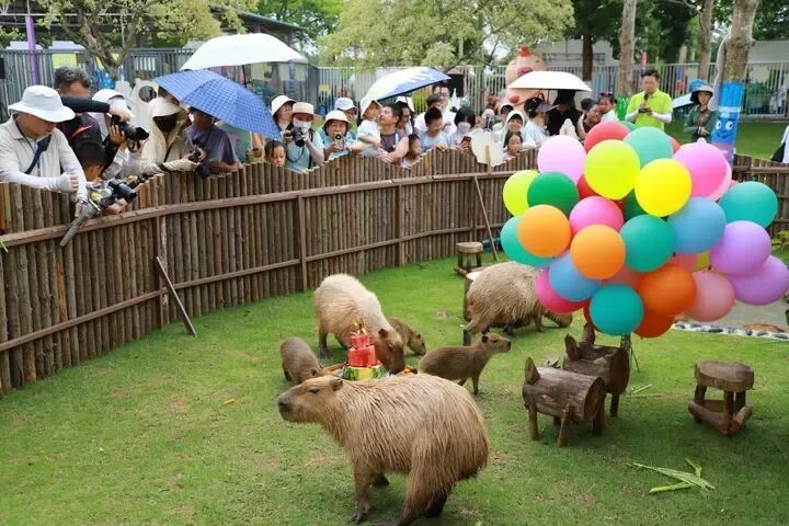 免票、半价！“六一” 国际儿童节，南宁多家景区福利多多，快带娃去嗨玩