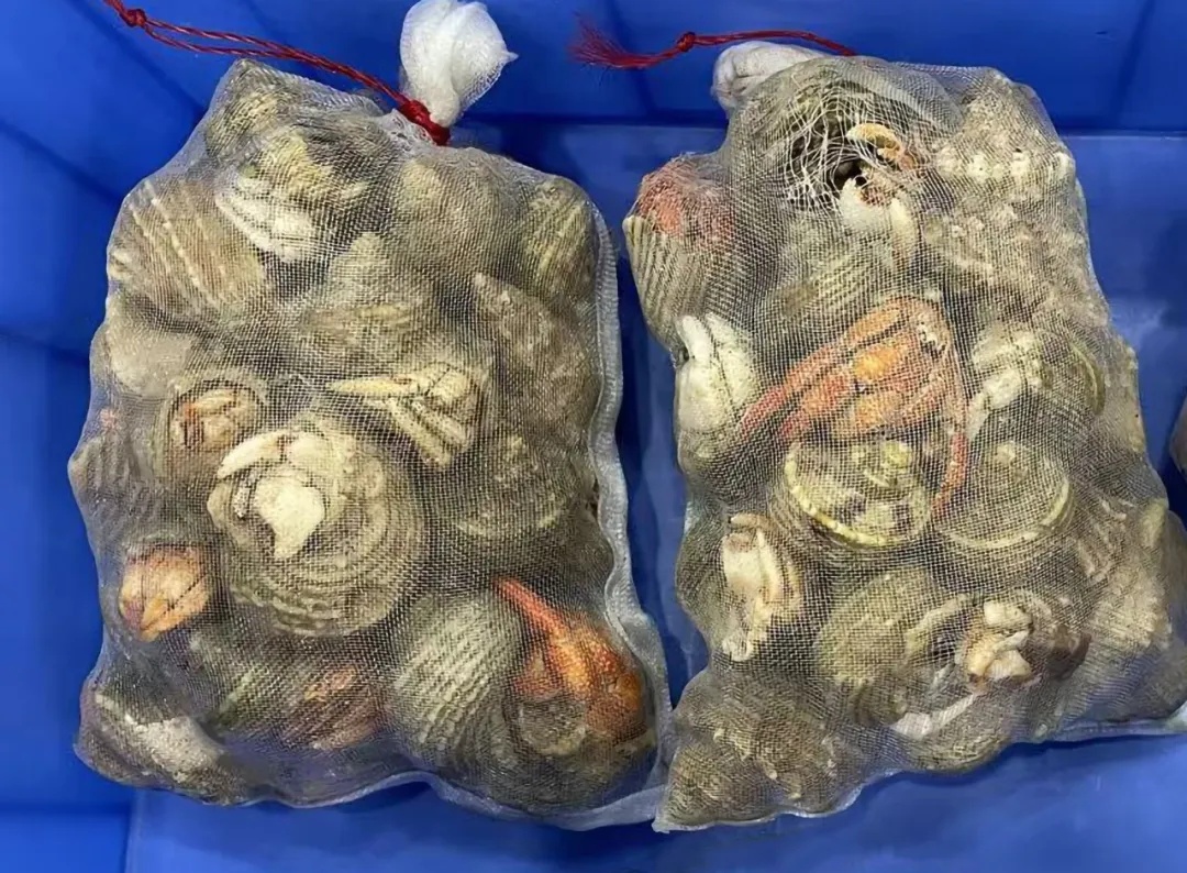 一女子过海关时神情紧张、目光躲闪，在其手提袋中查获67只寄居蟹，经鉴定为橙红陆寄居蟹，属于国家禁止携带的进境活动物
