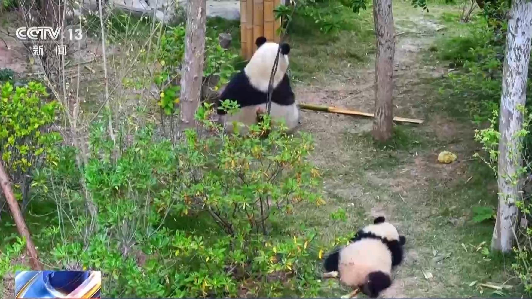 超33万亩栖息地被修复 13条生态走廊让大熊猫们“安全串门”