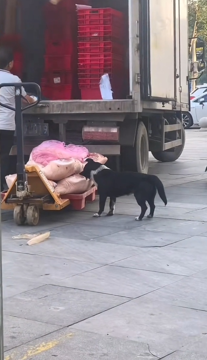 超市卸货时猪肉被狗舔咬无人制止，湖北孝昌通报