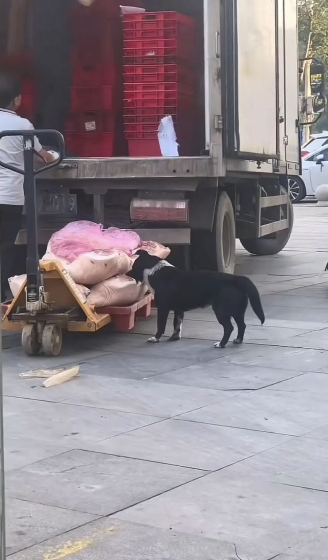 “狗啃食超市猪肉,搬运工未制止” 官方通报:对涉事食品封存并送检 “狗啃食超市猪肉,搬运工未制止” 官方通报:对涉事食品封存并送检