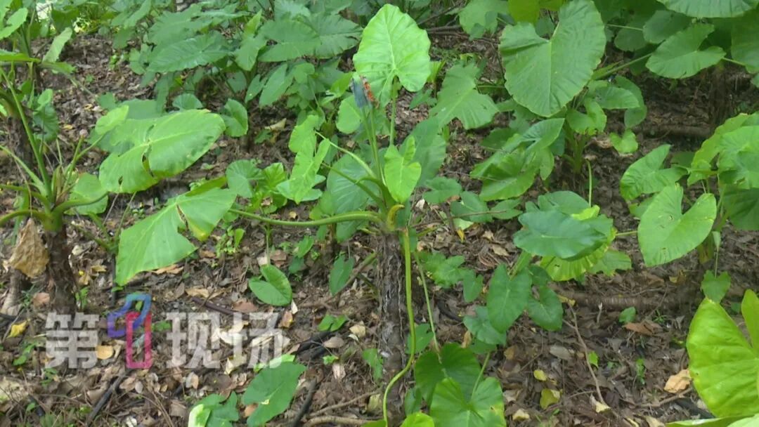 男孩舔了一口当场中毒，紧急送医！嘴巴肿痛、口水狂流……