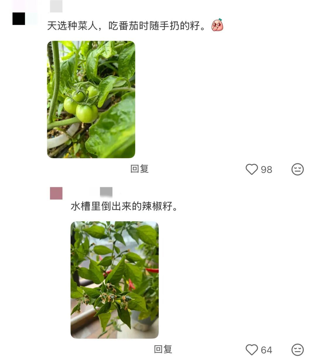“本人于2026年5月种出了番茄，望周知”