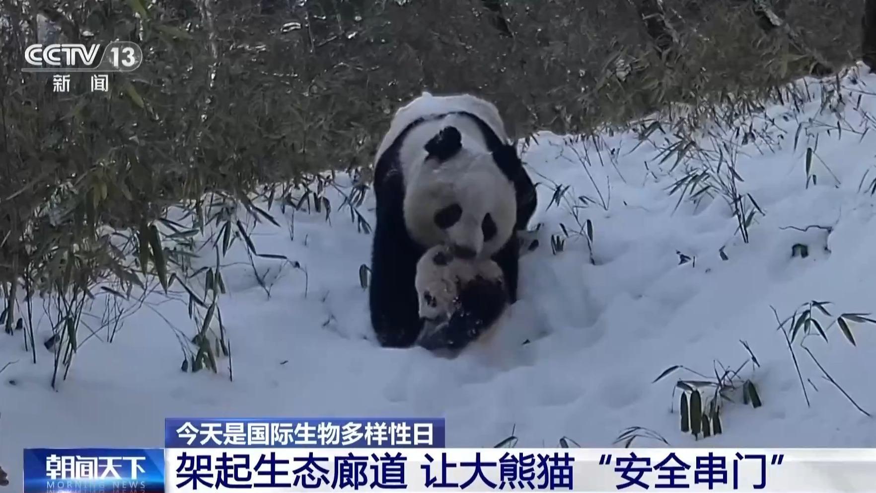 超33万亩栖息地被修复 13条生态走廊让大熊猫们“安全串门”