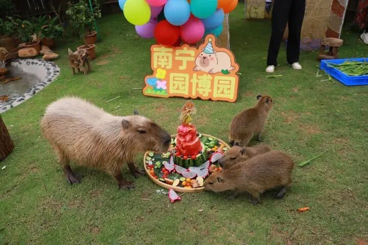 免票、半价！“六一” 国际儿童节，南宁多家景区福利多多，快带娃去嗨玩