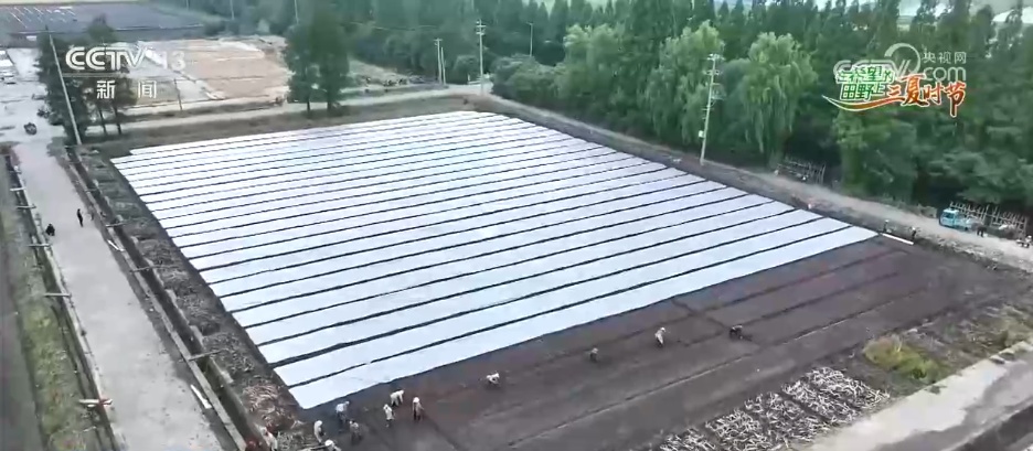各地全力以赴推进“三夏”作业 让更多“丰收在望”变成“丰收到手” 各地全力以赴推进“三夏”作业 让更多“丰收在望”变成“丰收到手”