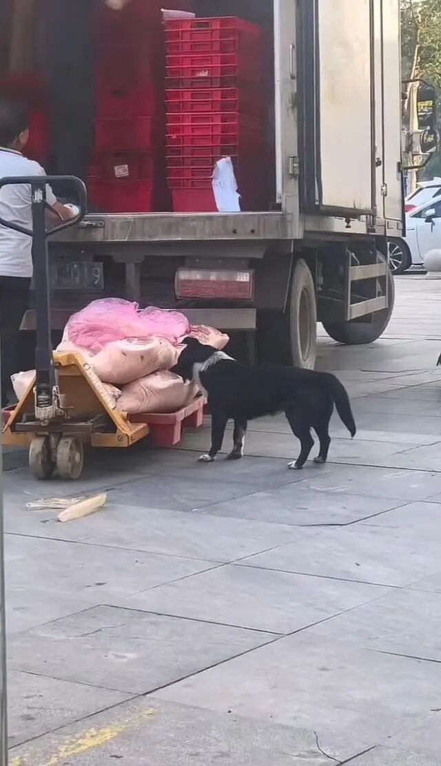 超市卸货期间猪肉被狗舔咬,湖北孝昌通报:对涉事食品封存并送检 超市卸货期间猪肉被狗舔咬,湖北孝昌通报:对涉事食品封存并送检