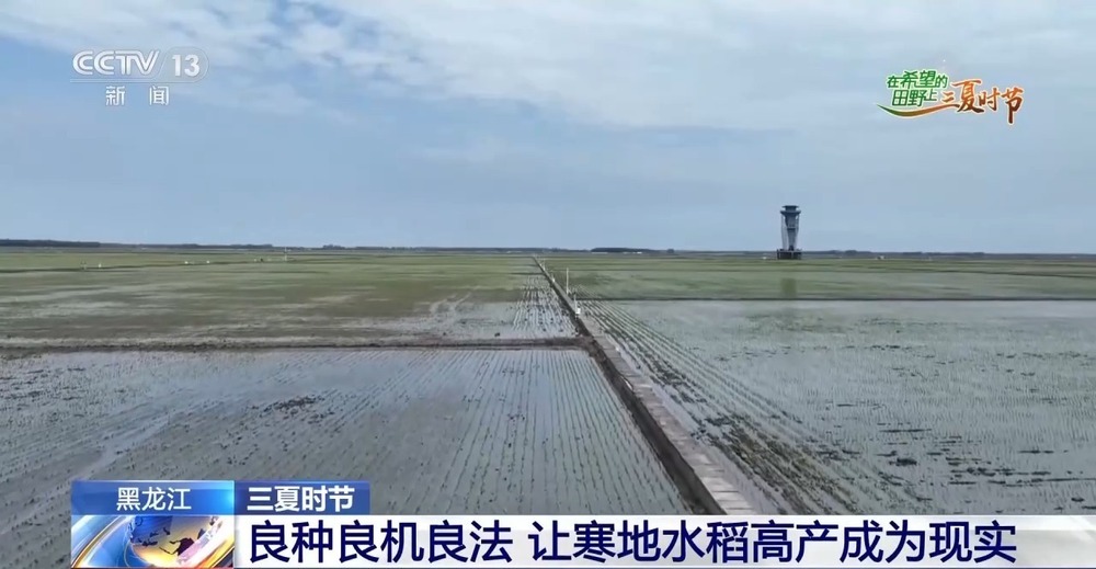 良法良种良机 寒地水稻增产新招让“不可能”成为现实