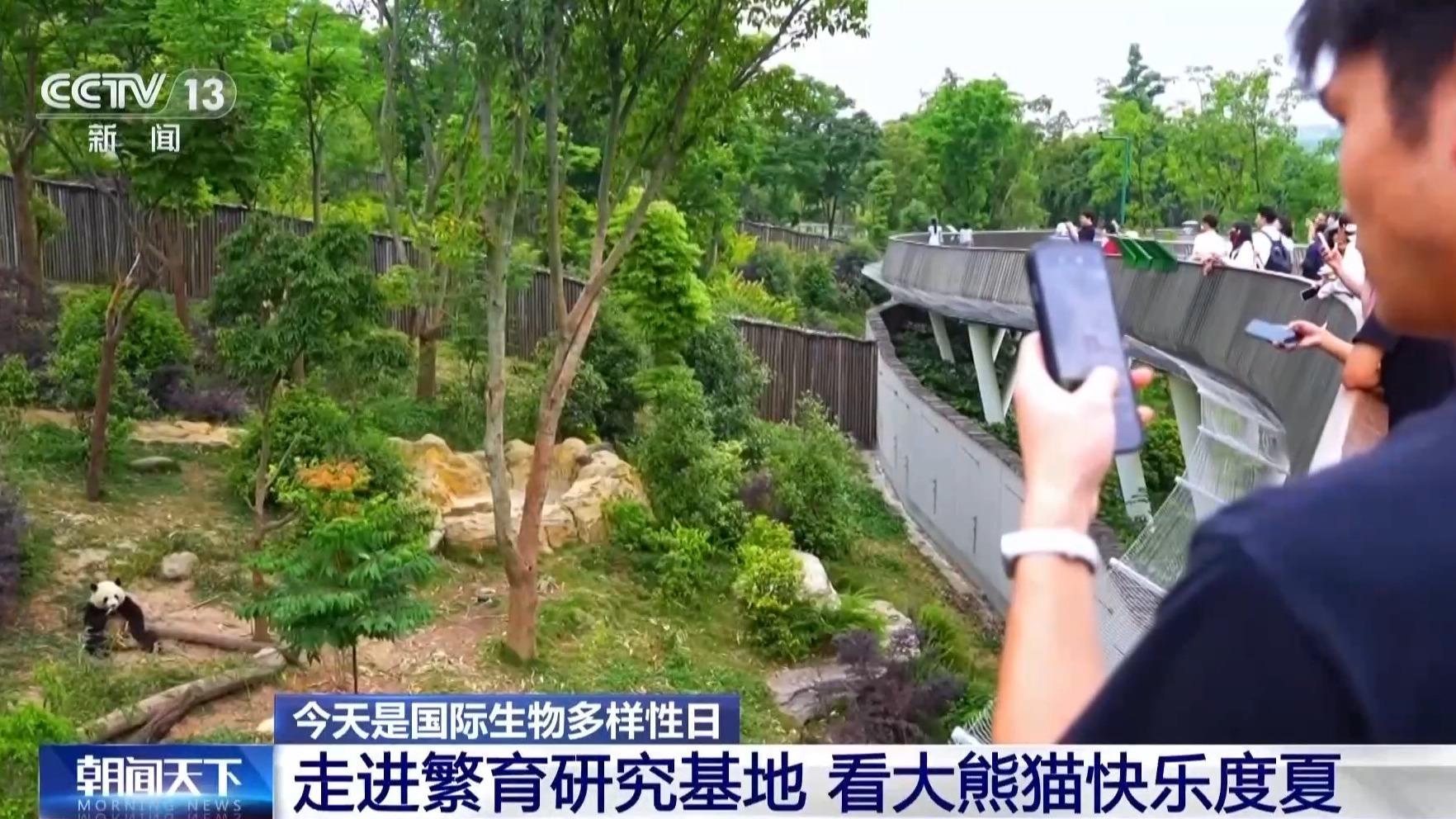 超33万亩栖息地被修复 13条生态走廊让大熊猫们“安全串门”