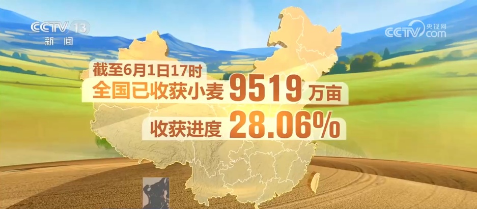 从“三夏”麦收地图寻找丰收答案 “抢收+烘干”双管齐下助稳产增收