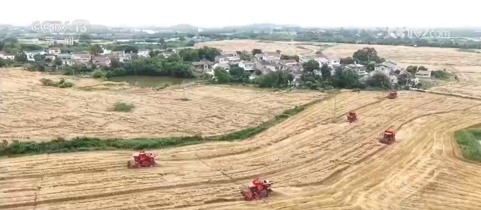 用镜头记录丰收喜悦 广袤金色田野 “丰”景这里独好 用镜头记录丰收喜悦 广袤金色田野 “丰”景这里独好