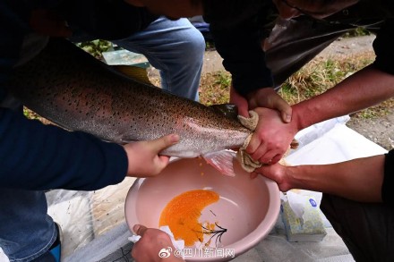 批量“添丁”!四川两大“水中大熊猫”实现天然水域繁育突破 批量“添丁”!四川两大“水中大熊猫”实现天然水域繁育突破