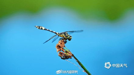 科普帖！蜻蜓竖尾巴其实是在防晒