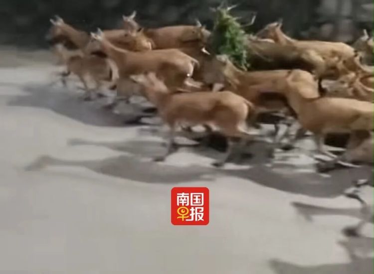 数十头麋鹿狂奔闯入居民区！当地居民：汛期来了，它们组团“搬家”