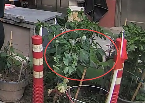 两位初中生发现疑似罂粟的植物，用AI询问确认后报警，警方核查罂粟系野生