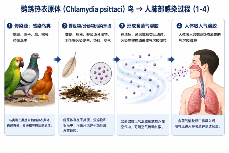 易误诊成流感,不只养鹦鹉会中招!鹦鹉热感染真相→ 易误诊成流感,不只养鹦鹉会中招!鹦鹉热感染真相→
