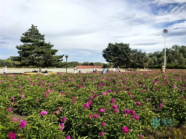 哈尔滨市政府广场数万株芍药竞相绽放