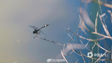 科普帖！蜻蜓竖尾巴其实是在防晒