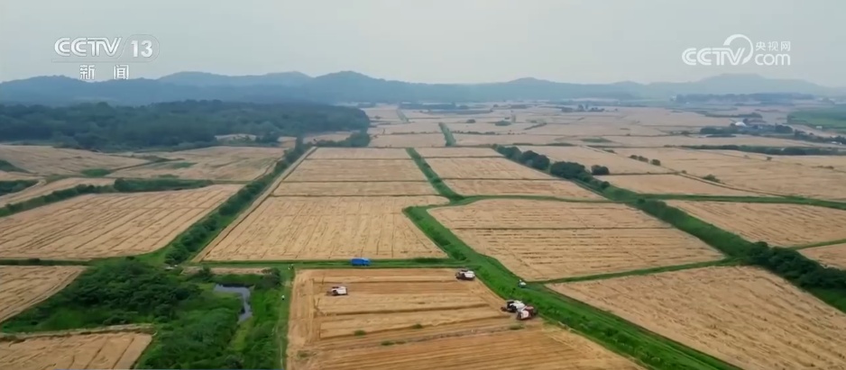 从“三夏”麦收地图寻找丰收答案 “抢收+烘干”双管齐下助稳产增收