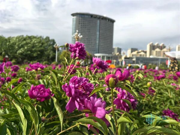 哈尔滨市政府广场数万株芍药竞相绽放
