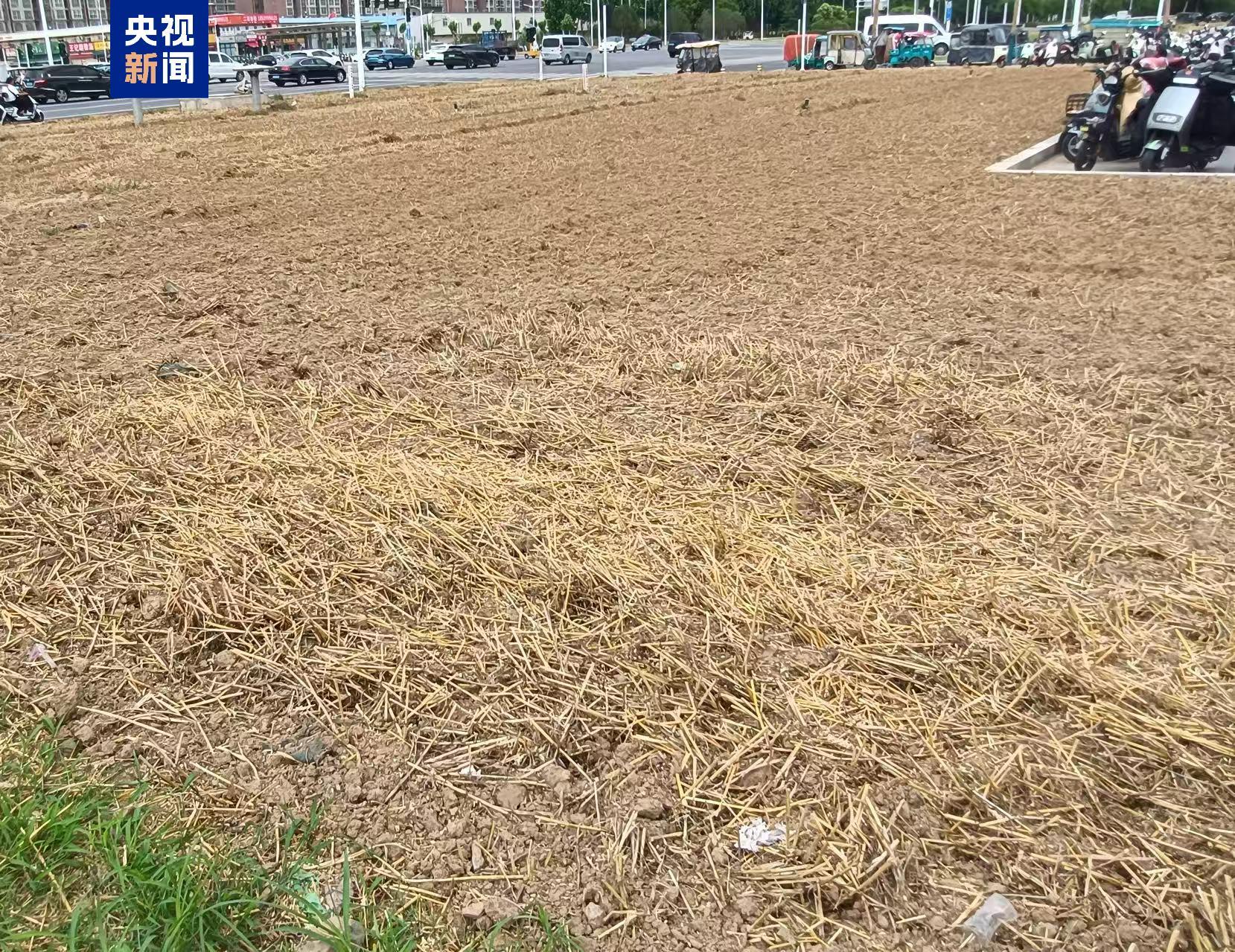 地铁站绿化带变身“麦田”?专家:需明晰空间规划定位 地铁站绿化带变身“麦田”?专家:需明晰空间规划定位