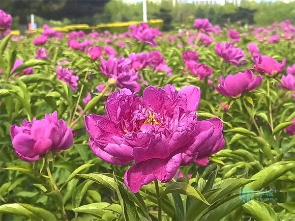 哈尔滨市政府广场数万株芍药竞相绽放