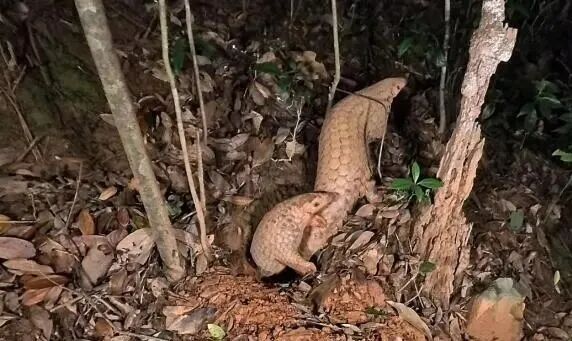 中华穿山甲带崽出门被拍到多次！网友：这画面太有爱了