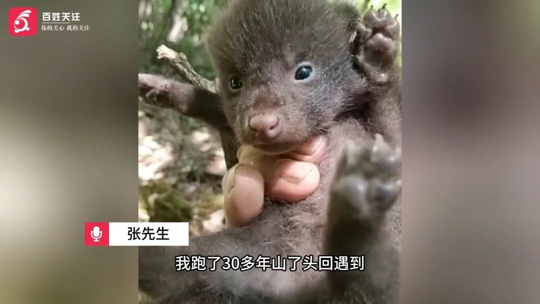 吉林白山采药人跑山时偶遇4只幼豺，“跑山30多年头回遇到”