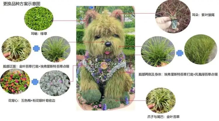 萌翻上海的“潦草小狗”下周换装迎夏！更耐热，与荷花相伴组成新景观