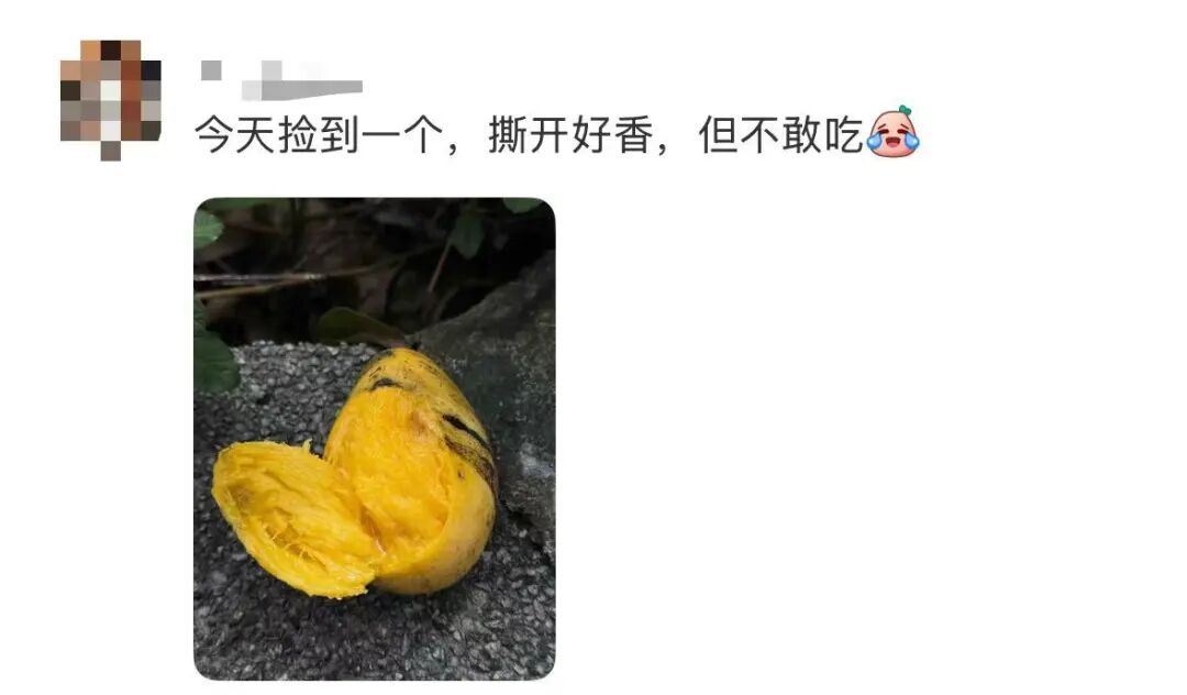可能有毒！深圳路边大爆发，很多人捡到，网友称撕开巨香！官方紧急提醒：别吃
