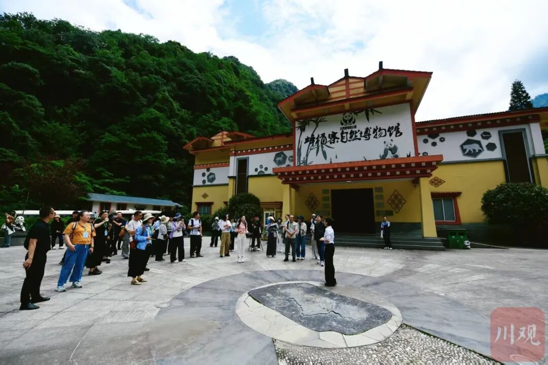 四川一个县住着181只野生大熊猫，全县81.7%是它们的地盘
