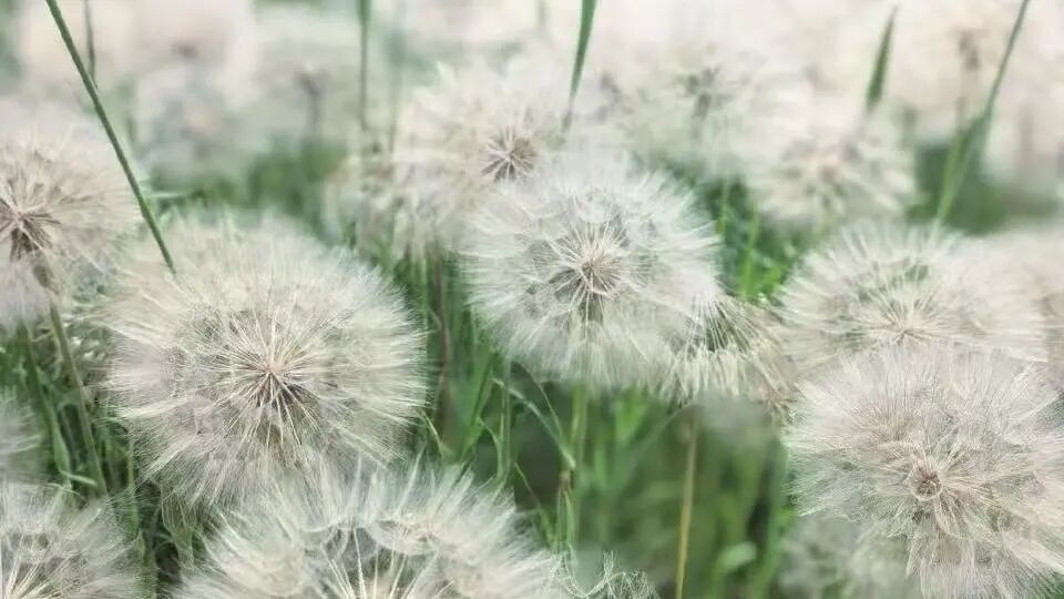 北京多个公园现“大号蒲公英”？专家提醒→