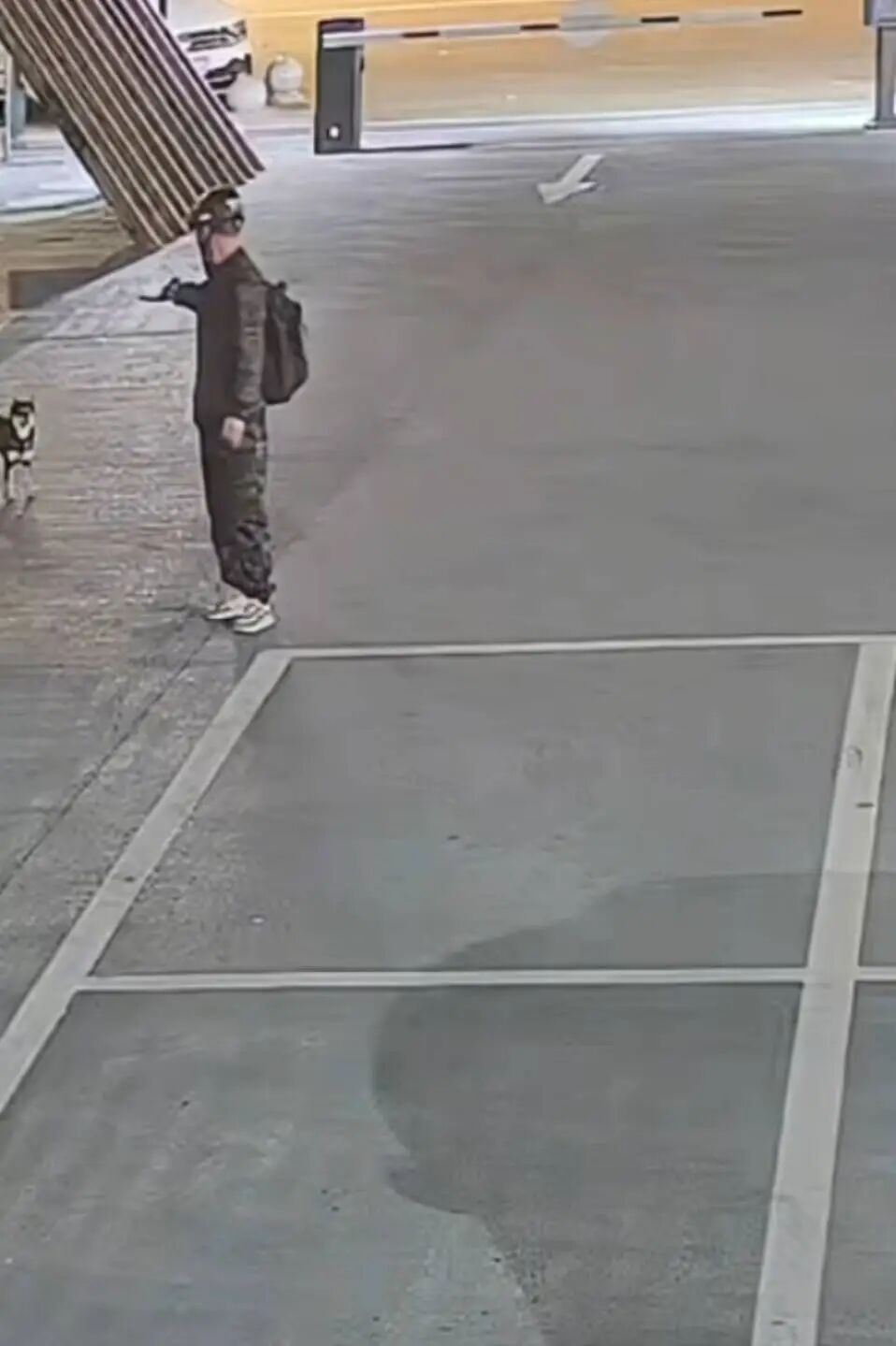 四川一柴犬凌晨马路边等主人下班时，被男子用弩射中，将其拖着装入白色口袋离开